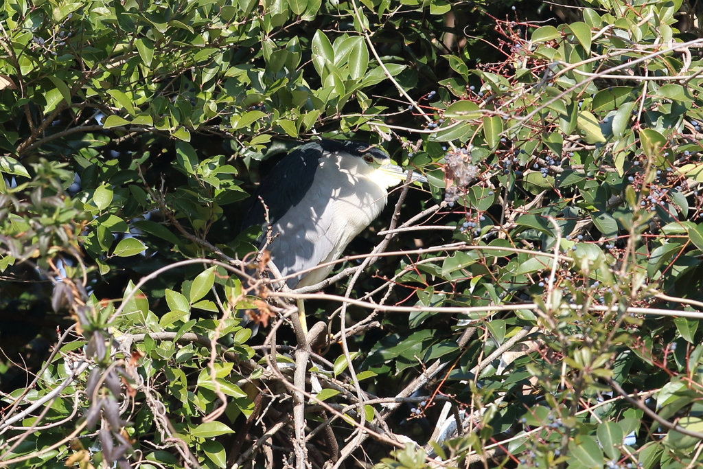 1月8日 明石公園 27