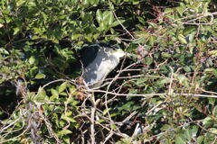 1月8日 明石公園 27