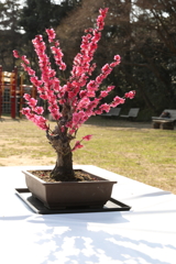 2月20日 須磨離宮公園 ７