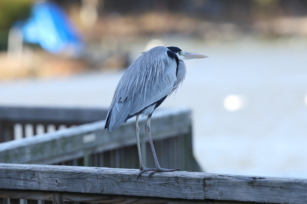 12月18日 明石公園 ８