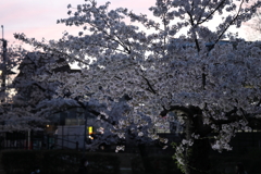 4月2日 夙川河川敷公園 14