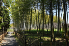 3月19日 万博記念公園 ７