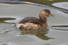 2月4日 明石公園 12