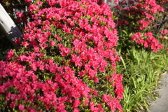 4月10日 散歩 ３