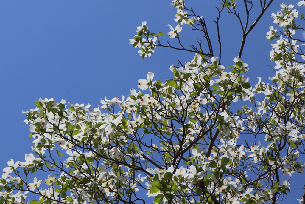 4月23日 散歩 ２