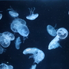 8月11日 京都水族館 12