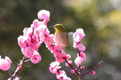 3月5日 岡本公園 30