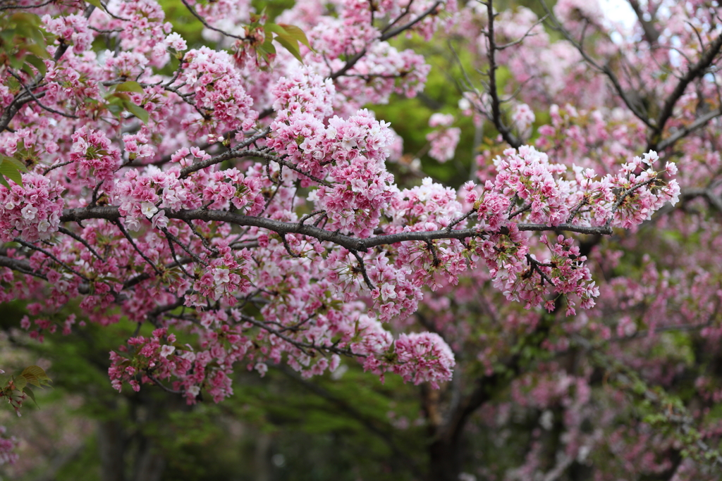 4月3日 岡本南公園 ６