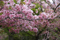 4月3日 岡本南公園 ６