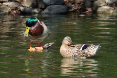 3月3日 明石公園 25