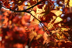11月24日 相楽園 37