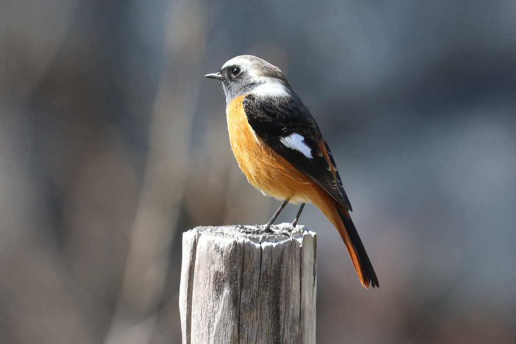 3月3日 明石公園 22