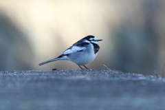 12月30日 夙川河川敷公園 15