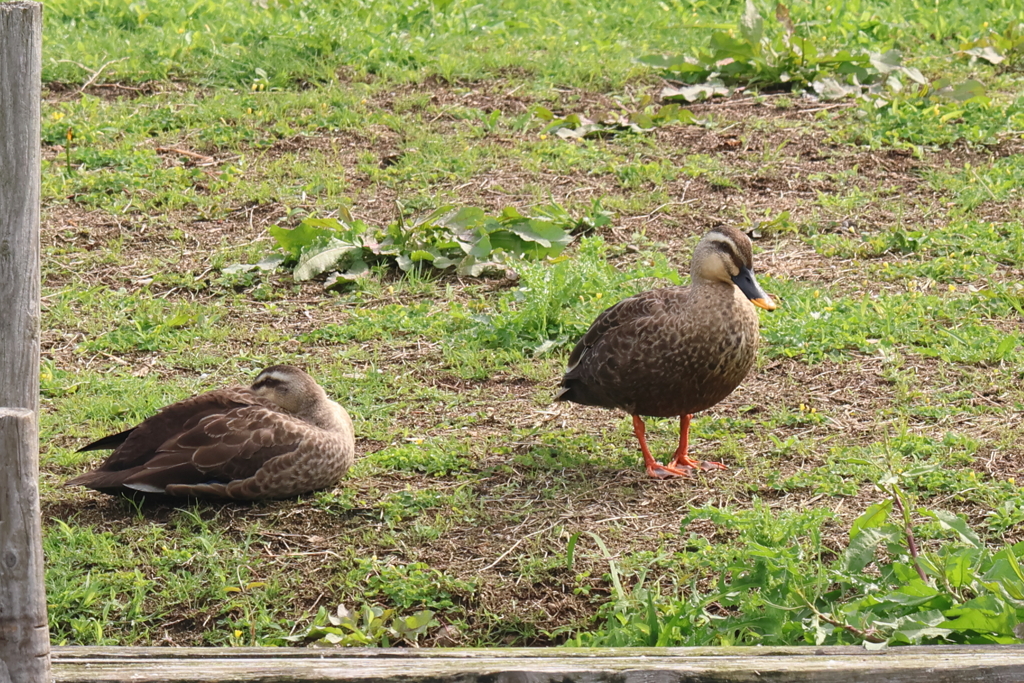 5月2日 明石公園 ４