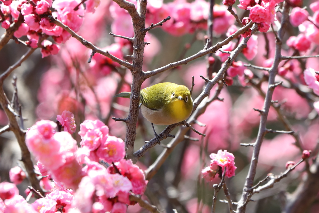 3月5日 岡本公園 31