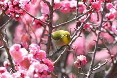 3月5日 岡本公園 31
