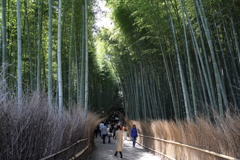 3月20日 京都嵐山 28