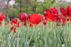 4月18日 万博記念公園 18