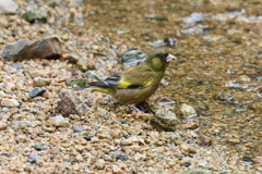 6月27日 夙川河川敷公園 ４