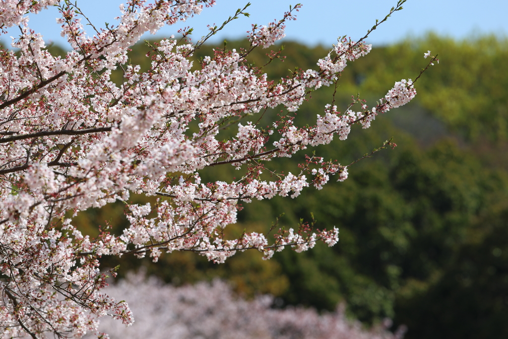 4月9日 明石公園 ５