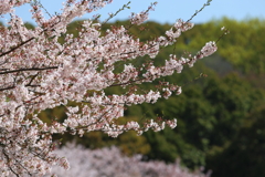 4月9日 明石公園 ５