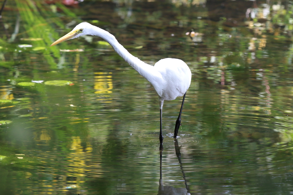 桜掘にいたダイサギ