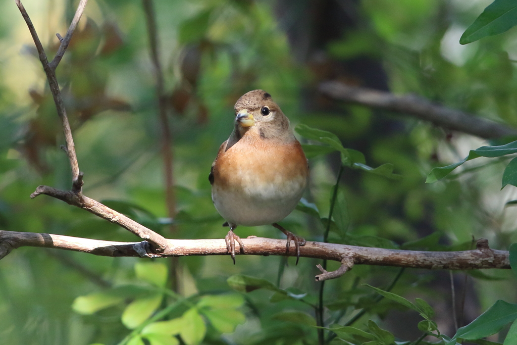 11月17日 明石公園 ９