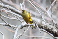 2月27日 夙川河川敷公園 ３