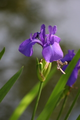 5月23日 相楽園 30