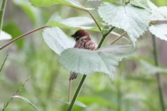 5月22日 夙川河川敷公園 １