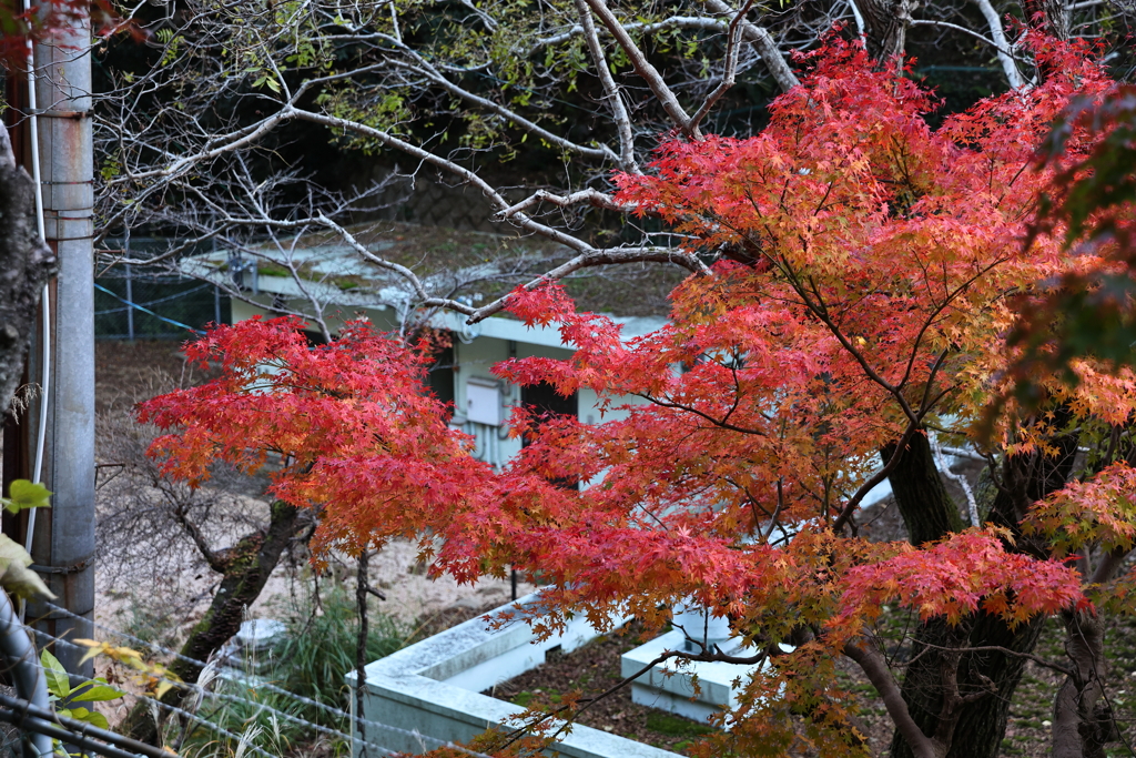 11月14日 布引の滝 ７