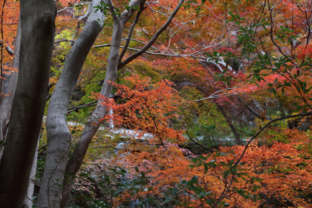 12月7日 布引の滝 10