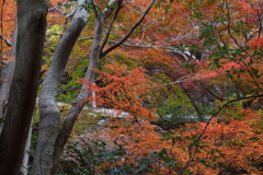 12月7日 布引の滝 10