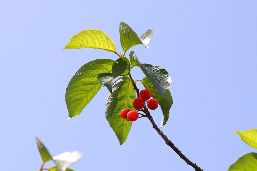 4月25日 散歩 １