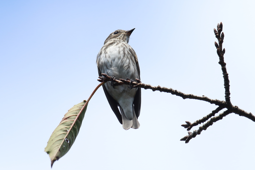 10月16日 明石公園 16