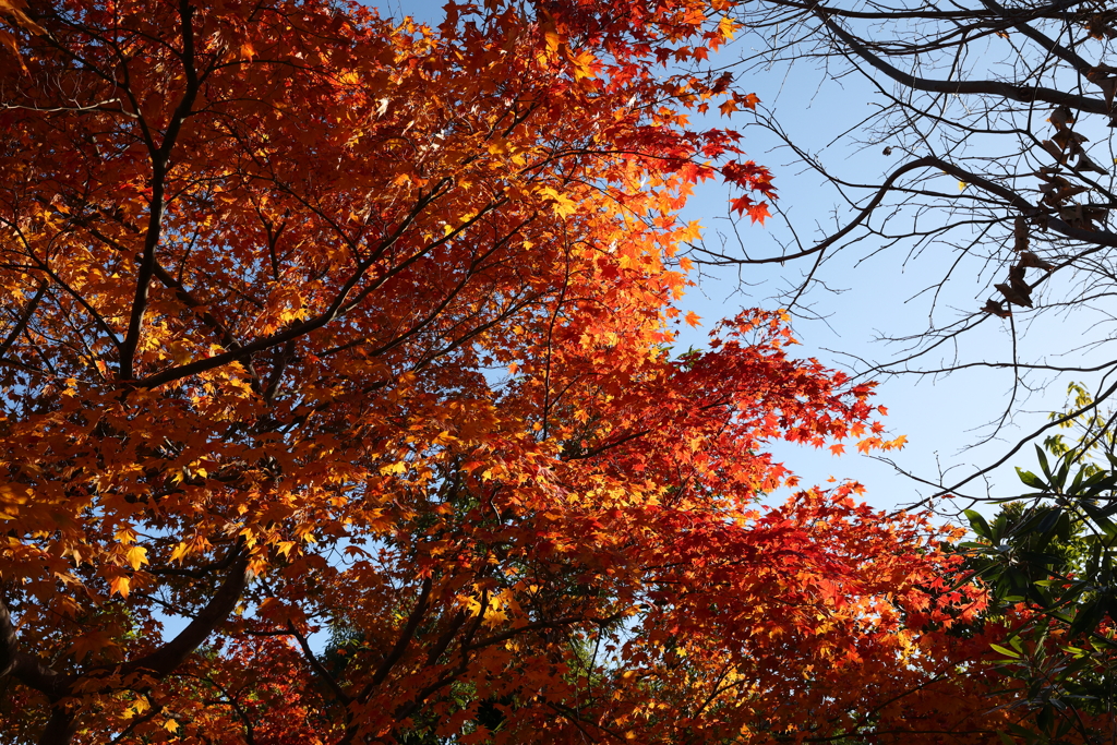 11月14日 布引ハーブ園 28