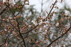 3月20日 布引ハーブ園 69