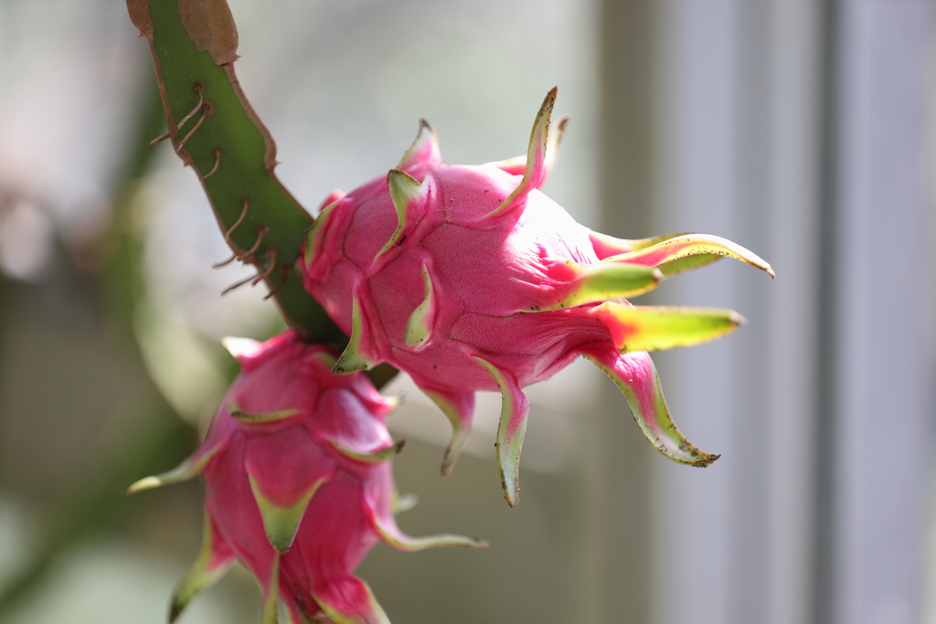 9月21日 布引ハーブ園 23