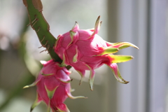 9月21日 布引ハーブ園 23