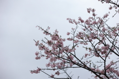 3月28日 明石公園 13
