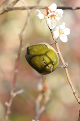 2月20日 須磨離宮公園 37