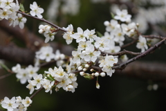 3月20日 布引ハーブ園 74