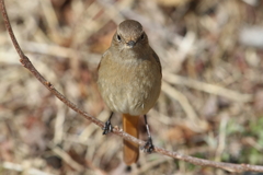 2月20日 明石公園 18