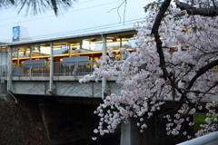 4月7日 夙川 12