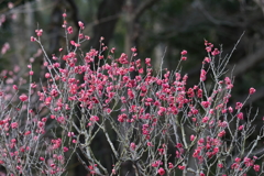 2月20日 須磨離宮公園 20
