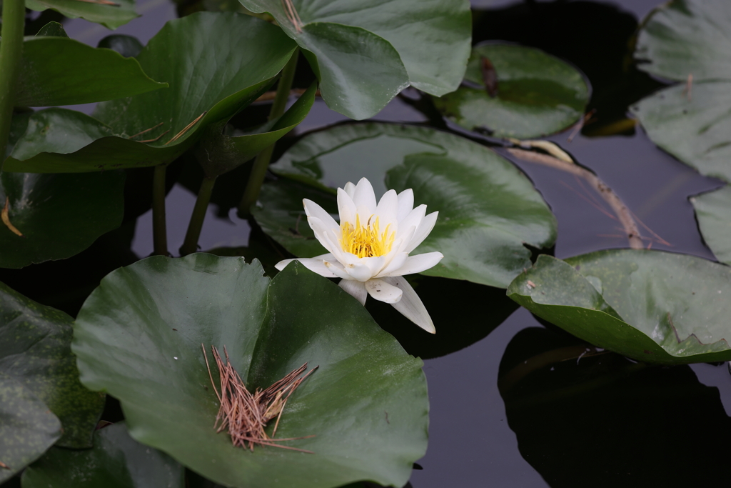 8月11日 松本 21