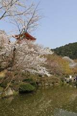 3月29日 京都 16 3月29日 京都 16