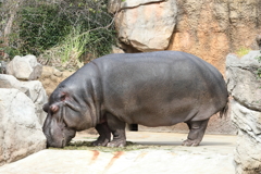 3月26日 王子動物園 17