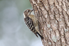 11月17日 明石公園 13 11月17日 明石公園 13