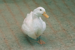 6月16日 王子動物園 12